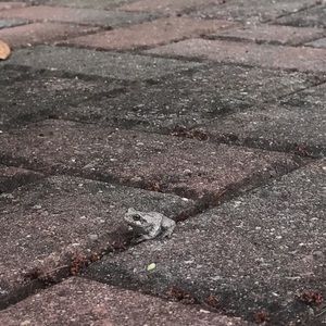 Meet your Posher, Sophie